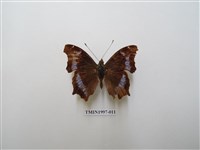 藏品(琉璃蛺蝶)的圖片